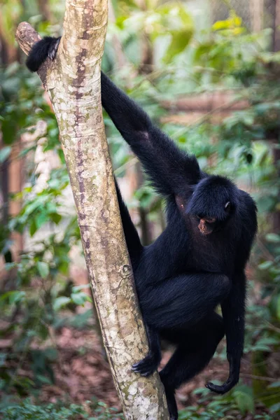 Belo Retrato Macaco Selva Peruana — Fotografia de Stock