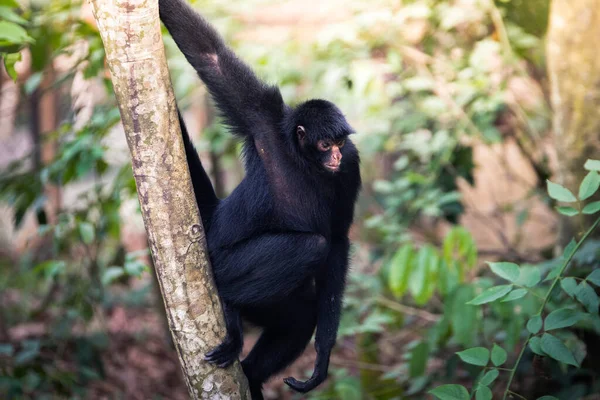 Belo Retrato Macaco Selva Peruana — Fotografia de Stock