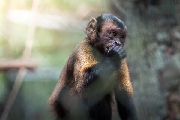 beautiful portrait of monkey at peruvian jungle