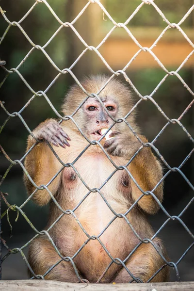 beautiful portrait of monkey at peruvian jungle