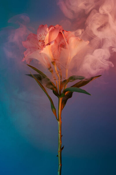 Pink Alstroemeria flower covered in colourful smoke on blue, selective focus