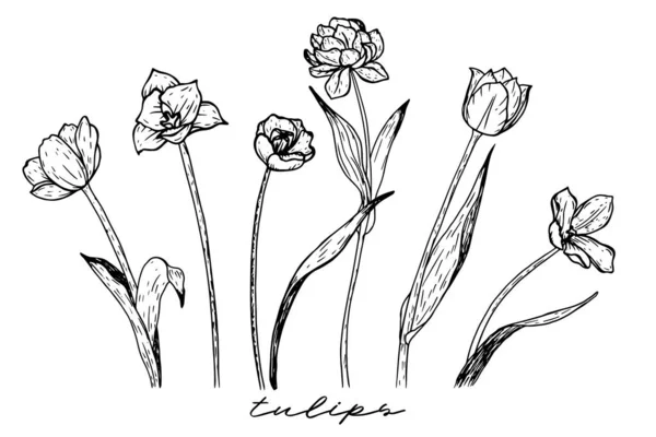 Zestaw Tulipanów Czarno Biały Wzór Odizolowany Rysunek Konturu Ołówka Ręcznie — Wektor stockowy