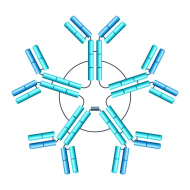 3 boyutlu antikor pentamerik IgM yapısı. Y şeklinde immünoglobülin. Bağışıklık sistemi tarafından patojenik bakteri ve virüsler gibi patojenleri nötralize etmek için kullanılan protein