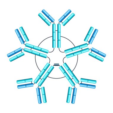 Pentameric IgM structure of antibody in 3D. Y-shaped immunoglobulin. Protein that used by the immune system to neutralize pathogens such as pathogenic bacteria and viruses - isolated illustration clipart