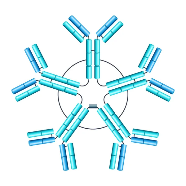 3Dでの抗体のペンタメトリックIgm構造 Y字型免疫グロブリン 病原性細菌やウイルスなどの病原体を中和するために免疫系によって使用されるタンパク質 単離イラスト — ストックベクタ