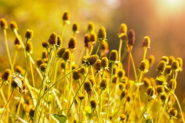Solmuş çiçeklerle (rudbeckia) sonbahar bahçeli güzel sonbahar altın rengi sahne.