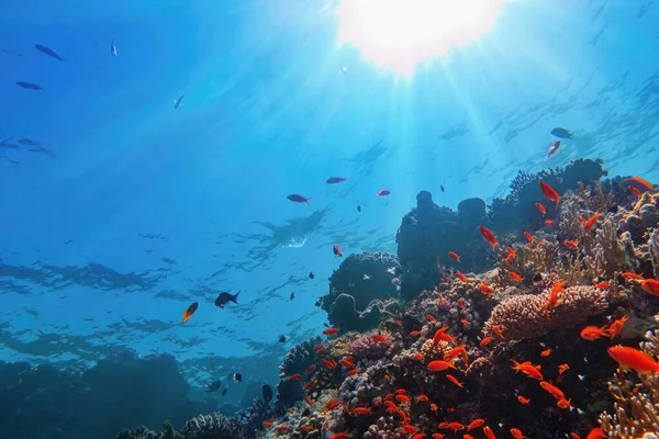 Sonnenstrahlen Die Unter Wasser Auf Das Tropische Korallenriff Scheinen Ökosystem — Stockfoto