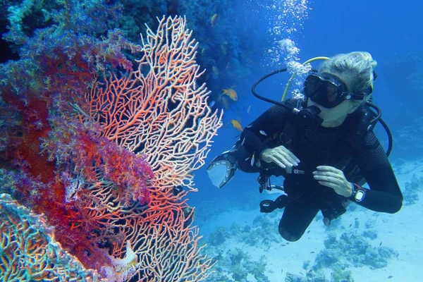 Женщина Ныряльщица Аквалангом Любуется Красивым Коралловым Рифом Морским Веером Горгония — стоковое фото