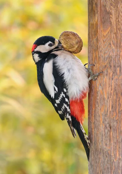 Great Spotted Woodpecker Bird Holding Walnut Dendrocopos Major — Stock Photo, Image