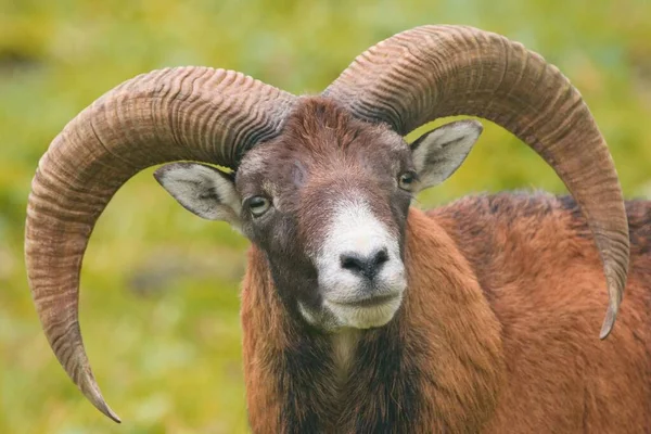 European Mouflon Male Portrait Ovis Aries Musimon — Φωτογραφία Αρχείου