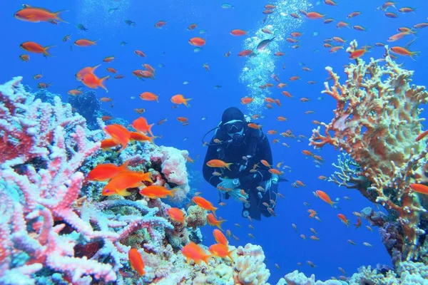 Человек Ныряльщик Аквалангом Возле Красивого Кораллового Рифа Окружении Косяка Коралловых — стоковое фото