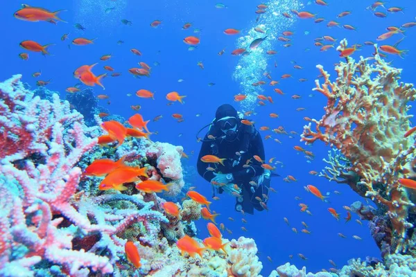 Etrafı mercan balığı sürüsüyle çevrili güzel mercan resiflerinin yanında insan dalgıcı. 