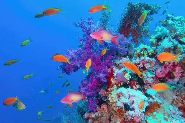 Wunderschönes Tropisches Korallenriff Mit Violetten Weichkorallen Dendronephthya Und Rotem Fisch — Stockfoto