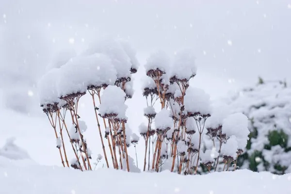 Jardín Invierno Paisaje Flores Sedum Cubierto Nieve —  Fotos de Stock