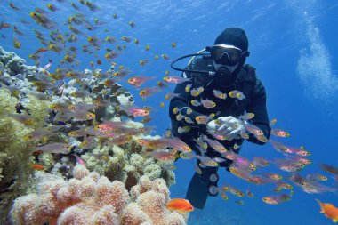 Etrafı mercan balığı sürüsüyle çevrili güzel mercan resiflerinin yanında insan dalgıcı. 