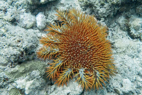 とげの冠ヒトデ Acanthaster Planci 世界最大のヒトデ 硬いサンゴの捕食者 サンゴのサンゴ礁の破壊を引き起こす — ストック写真