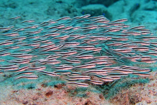 Peixe Gato Enguia Listrado Juvenil Perto Recife Coral — Fotografia de Stock