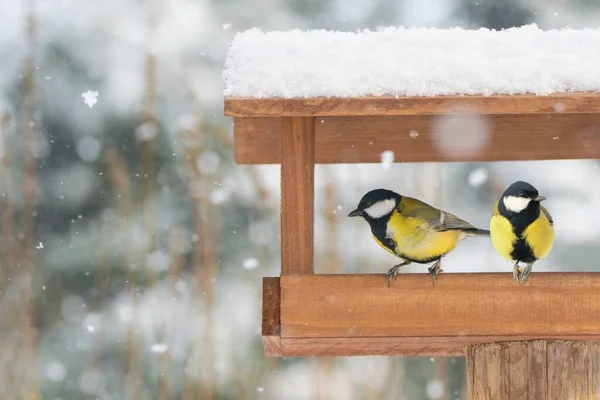 Beautiful Winter Scenery Great Tits Sitting Bird House Heavy Snowfall — Stock Fotó