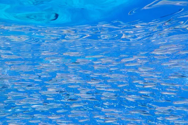 Grande Cardume Peixes Ecossistema Marinho Como Fundo Azul — Fotografia de Stock
