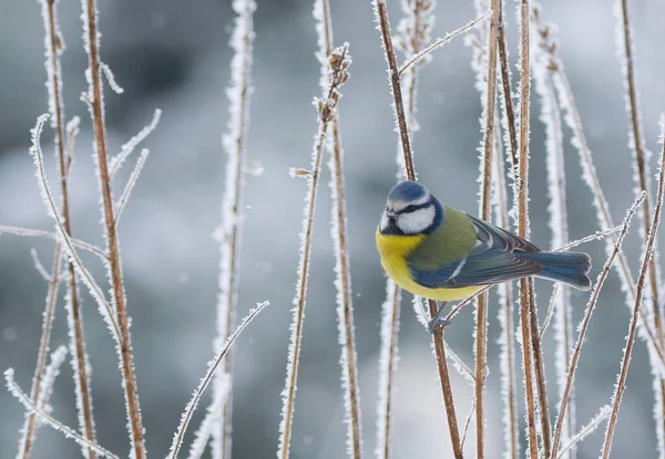 Winter Scenery Blue Tit Bird Sitting Snowy Branch Cyanistes Caeruleus — Fotografie, imagine de stoc