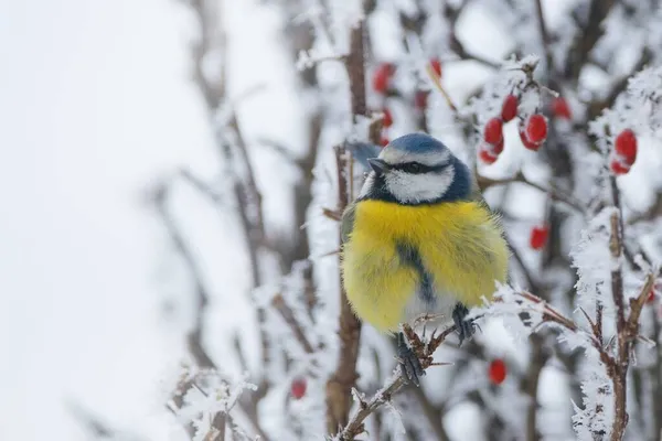 Winter Scenery Blue Tit Bird Sitting Snowy Branch Cyanistes Caeruleus — Stockfoto