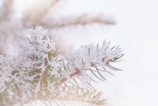 Inverno Desfocado Cena Natal Com Ramo Pinho Nevado — Fotografia de Stock