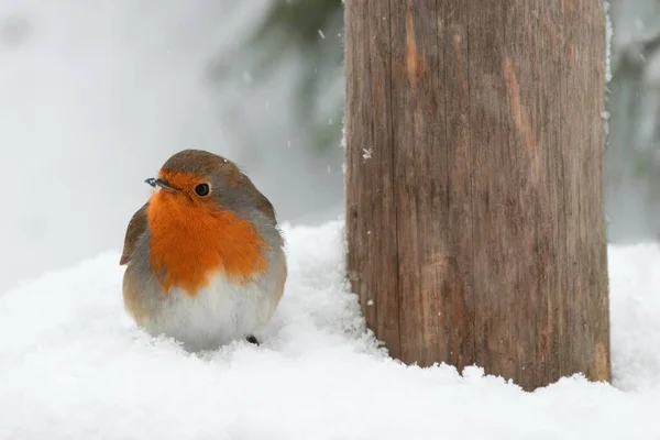 Winter Scenery European Robin Bird Sitting Snow — 图库照片