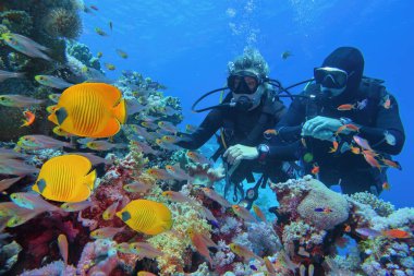 Scuba divers couple  near beautiful coral reef surrounded with shoal of coral fish and three yellow butterfly fish clipart