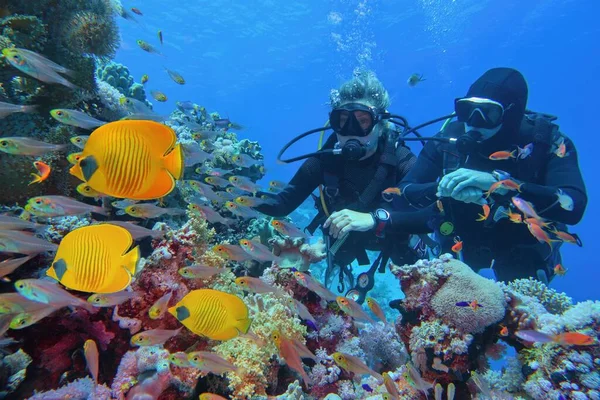 Mergulhadores Casal Perto Belo Recife Coral Cercado Com Cardumes Peixes — Fotografia de Stock