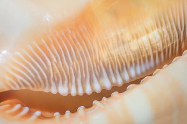 Sea shell detailed photography. Abstract organic background.