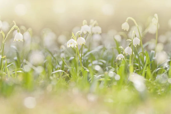 Soft Spring Background Spring Flowers Shining Sunlight Leucojum Vernum Called — Stok fotoğraf