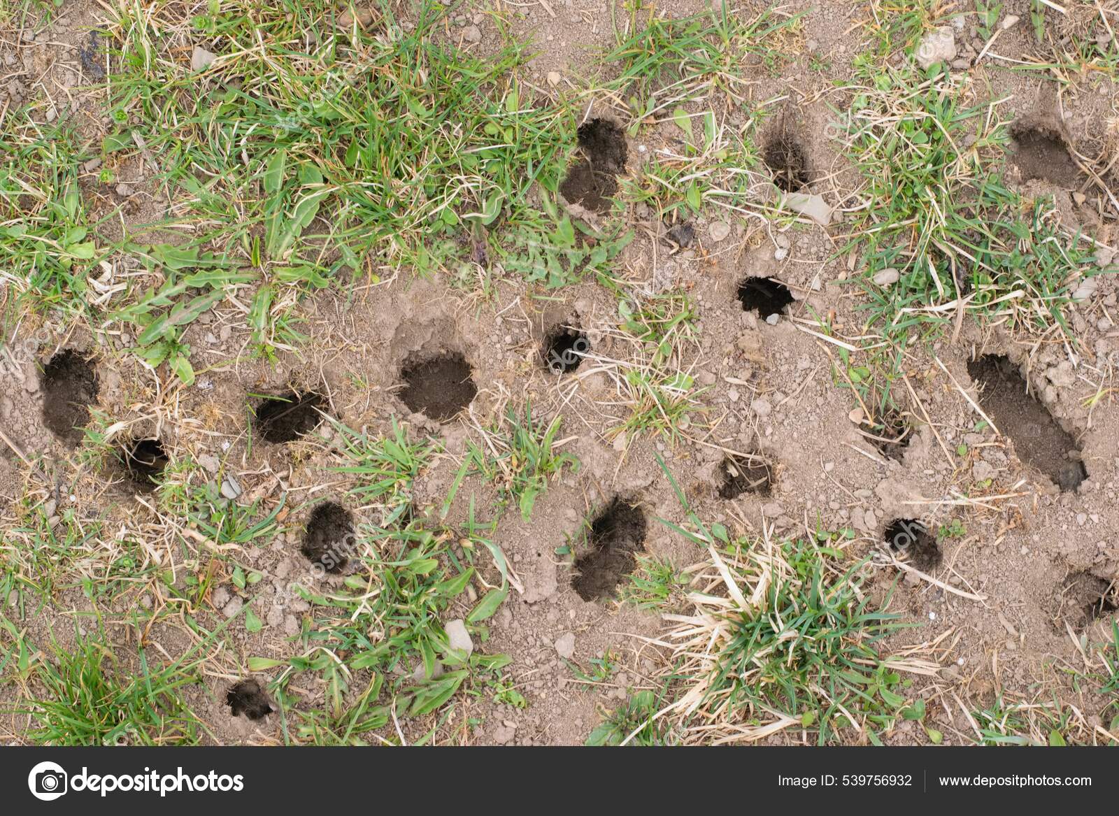 Mouse Vole Hole Ground Lawn Cultivation Problem Agriculture Problem