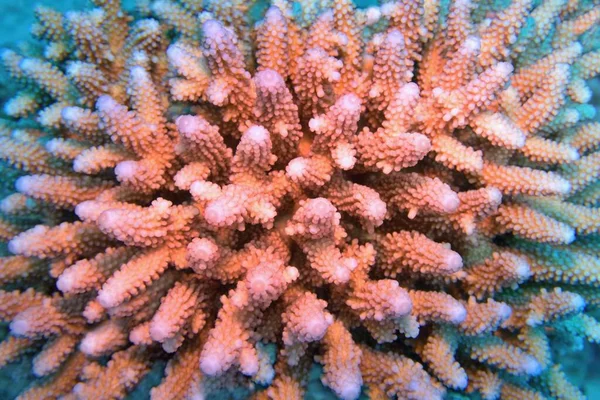 Organic Texture Stony Hard Coral Acropora Trendy Color Calming Coral — ストック写真