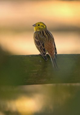 The yellowhammer bird in the warm light (Emberiza Citrinella)