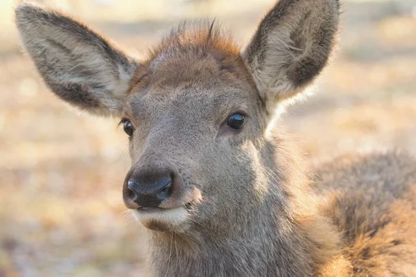 Portrait Adorable Wild Deer Fawn Natural Light — Φωτογραφία Αρχείου