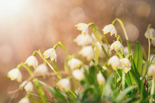 Fleurs Printemps Dans Lumière Soleil Leucojum Vernum Appelé Flocon Neige — Photo