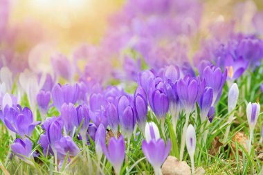 Bahçede büyüyen güzel bahar çiçekleri