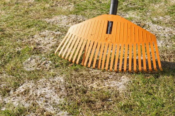 Raking of snow mold in the grass, plant dissease. Gray snow mold (also called Typhula blight) is caused by Typhula spp., while pink snow mold (also called Fusarium patch)