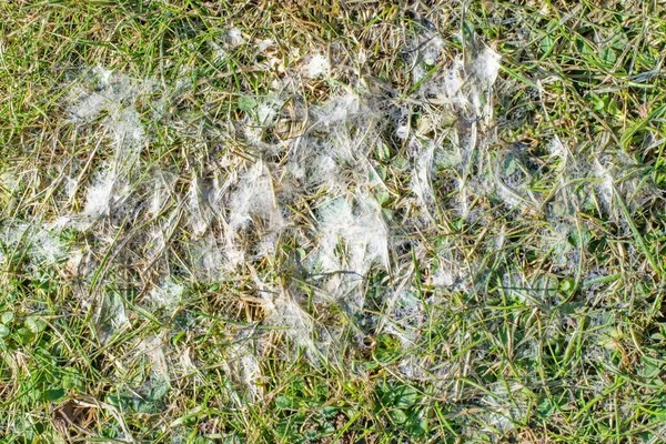 草の中の雪の型 植物病 灰色の雪型 タイプラ ブライトとも呼ばれる はタイプラ スププによって引き起こされ ピンクの雪型 フザリウム パッチとも呼ばれる — ストック写真