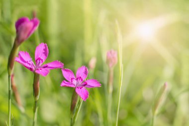Otların arasında yabani dianthus çiçekleri olan güzel çayır manzarası.