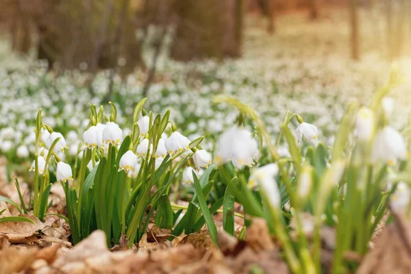 Orman Parkında Bahar Çiçekleri Halısı Leucojum Vernum Buna Bahar Kar — Stok fotoğraf