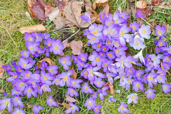 Carpet Beautiful Spring Flowers Crocuses Growing Garden — Stock Photo, Image