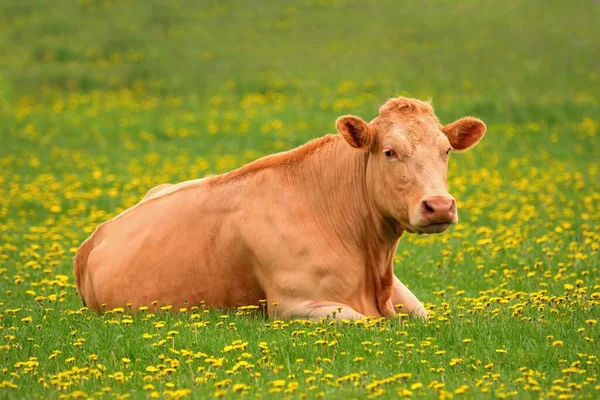 Urocza Krowa Leżąca Pastwisku Kwitnącymi Mniszkami Lekarskimi Rasa Limousin — Zdjęcie stockowe