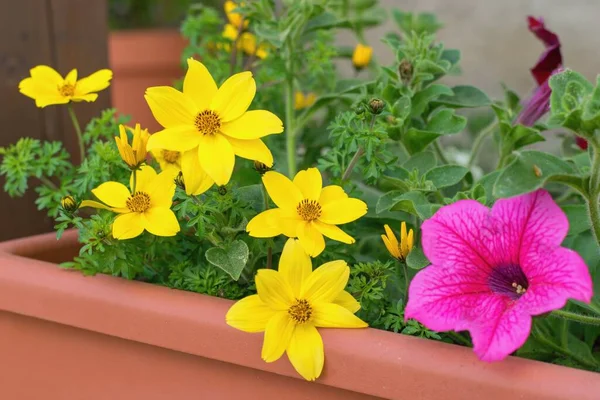 Ferulifolia Sever Güzel Sarı Çiçekler Diğer Bitkilerle Birlikte Saksıda Dikilir — Stok fotoğraf