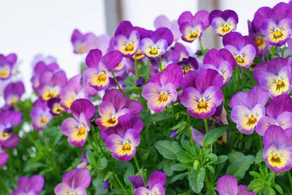 Multicolored Varieties Beautiful Pansies Flowers — Fotografia de Stock