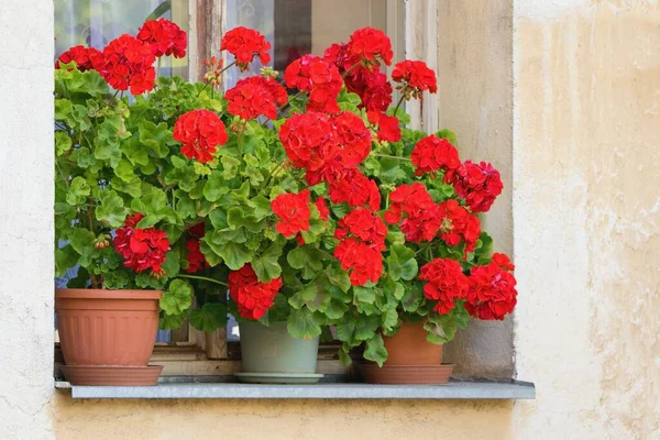 Богато Цветущие Цветы Герань Окнах Pelargonium Zonale — стоковое фото