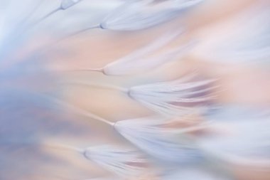 Soyut karahindiba çiçeği, soyut çiçek arkaplanı