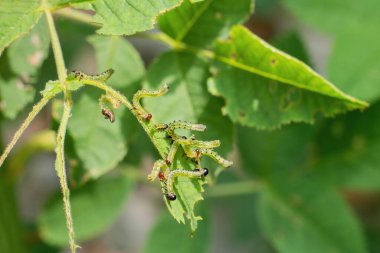 Group of small caterpillars damaging rose flower leaves in the garden.