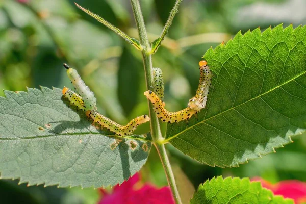 Group Small Caterpillars Damaging Rose Flower Leaves Garden — Stockfoto