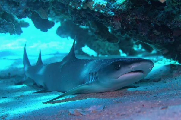 Whitetip Reef Shark Triaenodon Obesus Resting Coral Reef — Stockfoto